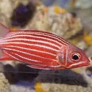 Soldierfish (íkornar)