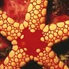 Starfish (krossfiskar)