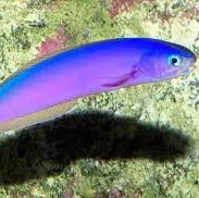 Tilefish (sprettfiskar)