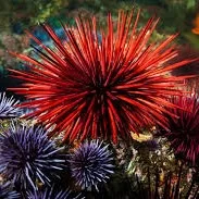 Urchins (ígulker)