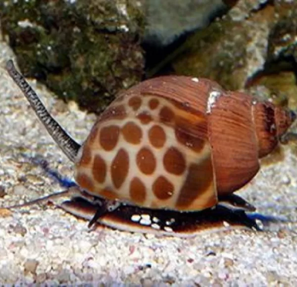 Snail - Orange Marble (10+) L