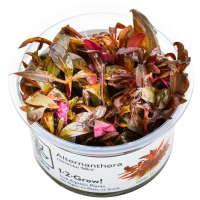 Alternanthera reineckii 'Mini' - in Cup