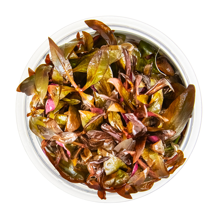 Alternanthera reineckii 'Mini' - in Cup - Image 2