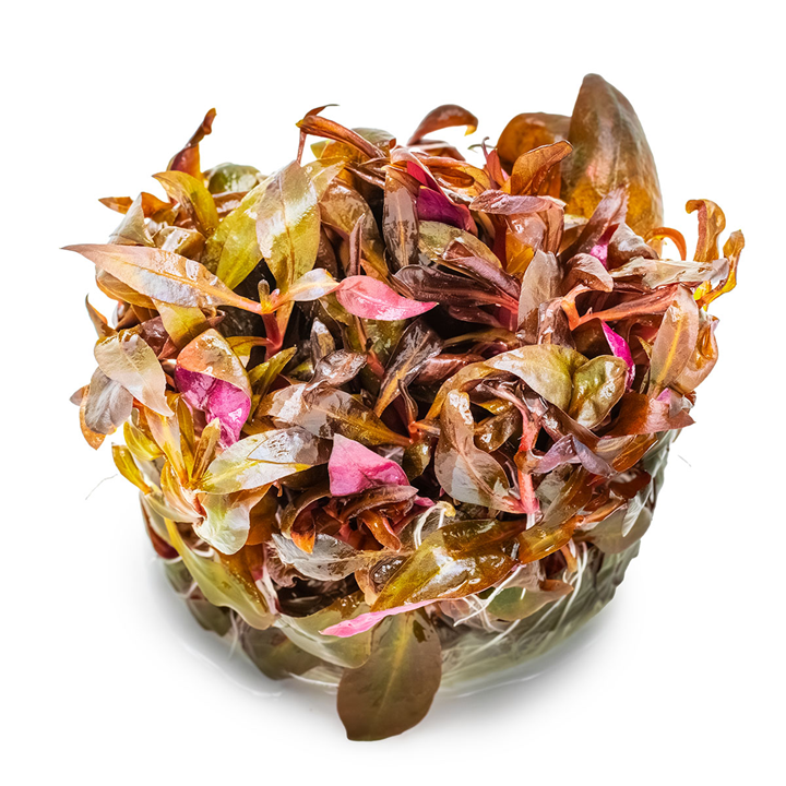 Alternanthera reineckii 'Mini' - in Cup - Image 3