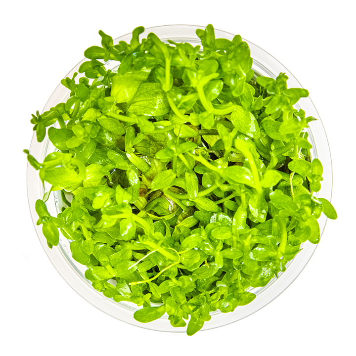 Bacopa caroliniana - in Cup - Image 2