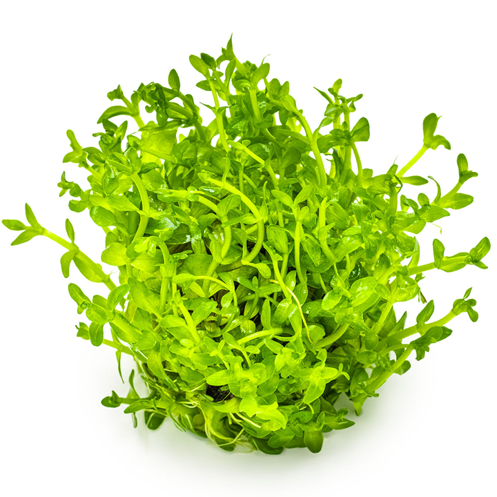 Bacopa caroliniana - in Cup - Image 3