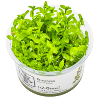 Bacopa caroliniana - in Cup