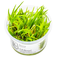 Blyxa japonica - in Cup