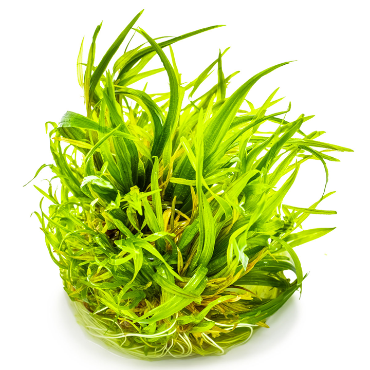 Blyxa japonica - in Cup - Image 2