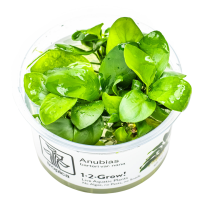 Anubias barteri nana - in Cup