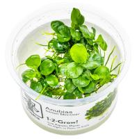 Anubias barteri 'Mini Coin' - in Cup