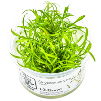 Cryptocoryne parva - in Cup