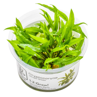 Cryptocoryne wendtii 'Green' - in Cup