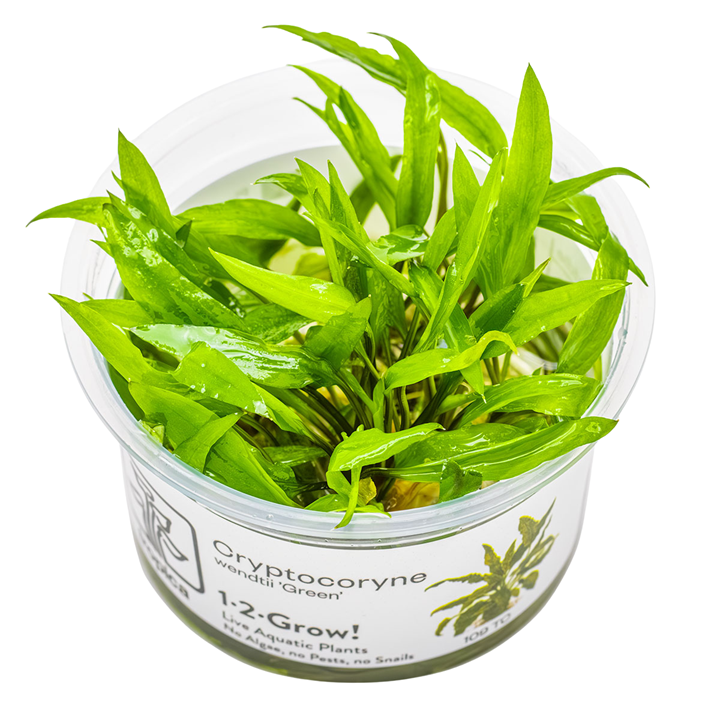 Cryptocoryne wendtii 'Green' - in Cup