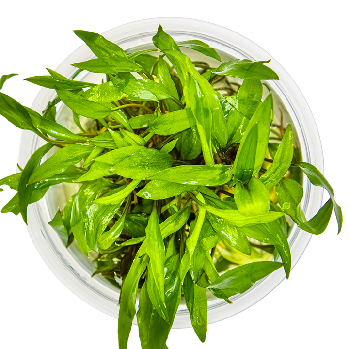 Cryptocoryne wendtii 'Green' - in Cup - Image 2