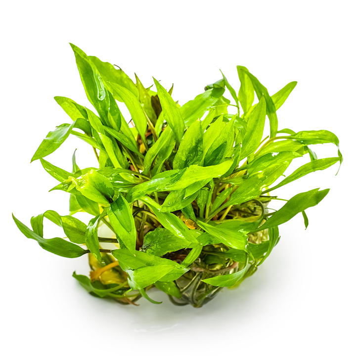 Cryptocoryne wendtii 'Green' - in Cup - Image 3