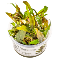 Cryptocoryne undulatus 'Broad Leaf' - in Cup
