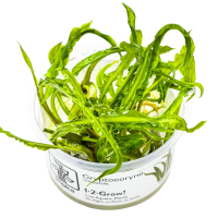 Cryptocoryne crispatula - in Cup