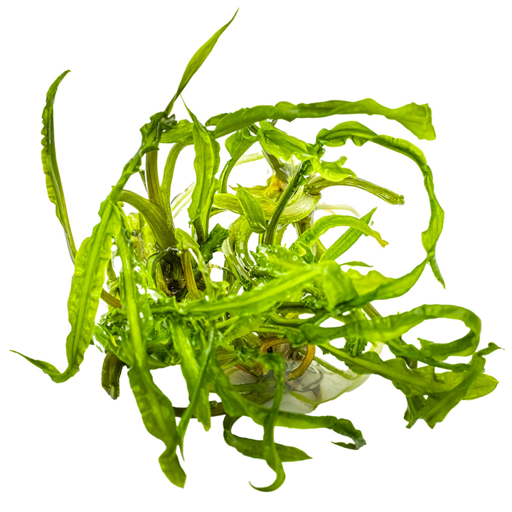 Cryptocoryne crispatula - in Cup - Image 3
