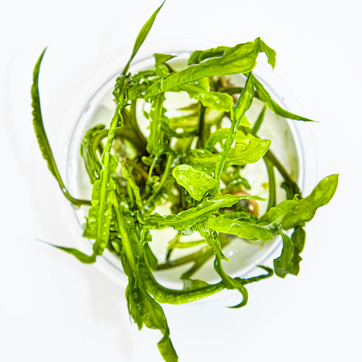 Cryptocoryne crispatula - in Cup - Image 2