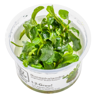 Bucephalandra pygmaea 'Bukit Kelam' - in Cup