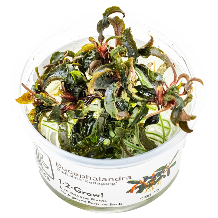 Bucephalandra 'Kedagang' - in Cup