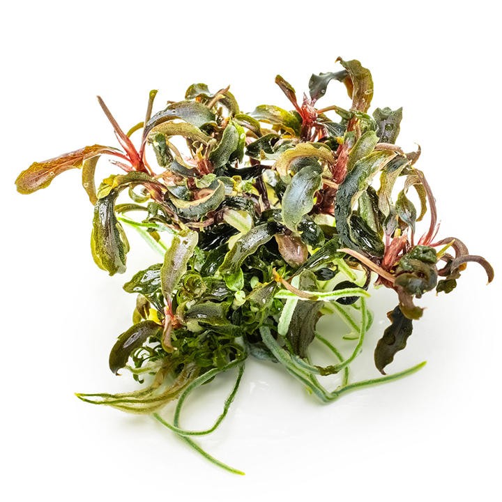 Bucephalandra 'Kedagang' - in Cup - Image 2