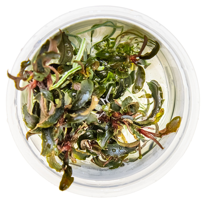 Bucephalandra 'Kedagang' - in Cup - Image 3
