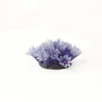 Star Polyp Colony Blue Clavularia sp. - 3,5x3x3,5cm