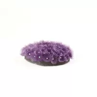 Polyp Colony Purple Zoanthus sp. - 10x9x5cm