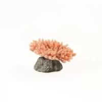 Staghorn Purple Acropora sp. - 7,5x6,5x3,6cm