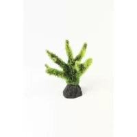 Staghorn Green Acropora sp. - 8,5x5,2x9,5cm