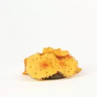 Spotted Mushroom Colony Yellow Rhodactis sp. - 6,5x6,5x3,5cm