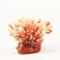 Staghorn White/Red Acropora sp. - 10,5x8,5x8cm