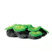 Mushroom Colony Green Discosoma sp. - 11x7,5x3,5cm
