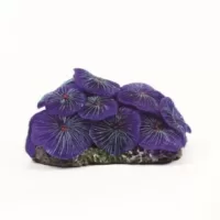 Mushroom Colony Blue Discosoma sp. - 9,5x7x4,5cm