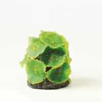 Spotted Mushroom Colony Green Rhodactis sp. - 10,5x8,5x8cm
