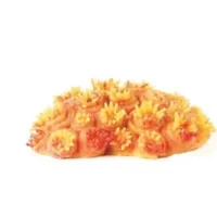 Sun Coral Yellow/Orange Tubastrea sp. - 10,5x7,5x3cm