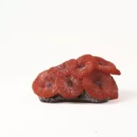 Mushroom Colony Red Discosoma sp. - 9,5x7,4x4,5cm