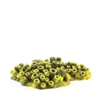 Mini Tube Sponge Yellow/Purple Theonella sp. - 18x14x5cm