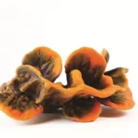 Orange/Blue Tubinaria sp. - 20,2x15x12cm