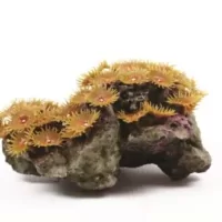 Polyp Colony Tan Zoanthus sp. - 22x18x10cm