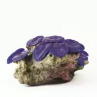 Mushroom Colony Purple Discosoma sp. - 14,5x11,5x8cm