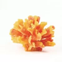 Thorn Yellow/Red Stylophora sp. - 13,5x13,5x10cm