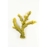 Staghorn Branch Yellow/Green Acropora sp. - 35x15x36cm