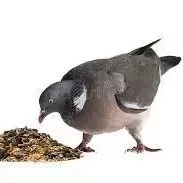 Pigeon Food (dúfnafóður)