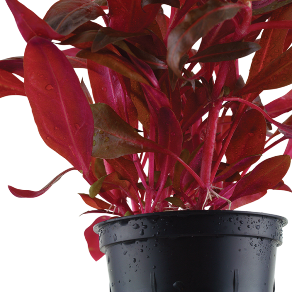 Alternanthera reineckii 'Rosanervig' - in Pot - Image 2