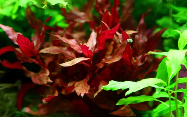 Alternanthera reineckii 'Rosanervig' - in Pot - Image 3