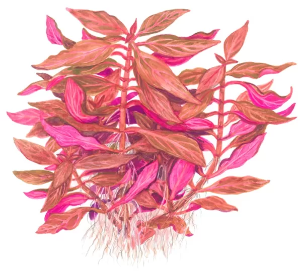 Alternanthera reineckii 'Rosanervig' - in Pot - Image 4