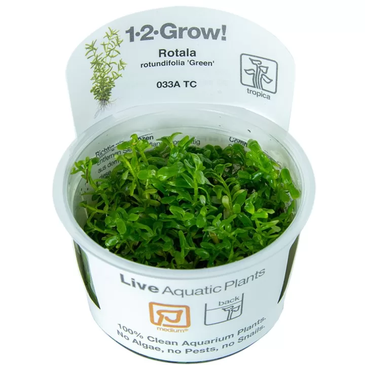 Rotala rotundifolia 'Green' - in Cup
